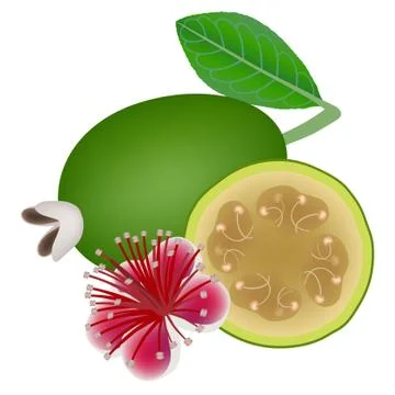Feijoa fruit with flower and leaf on a white background Stock Illustration