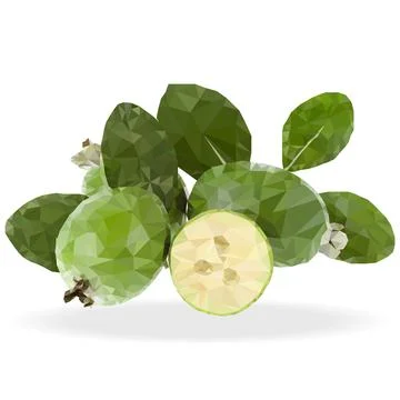 Feijoa fruit Stock Illustration