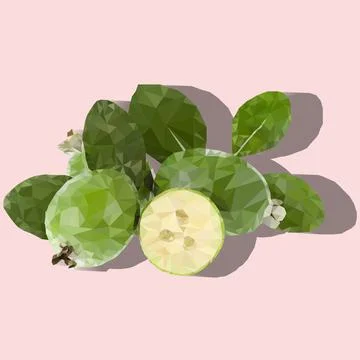 Feijoa fruit Illustrazione stock