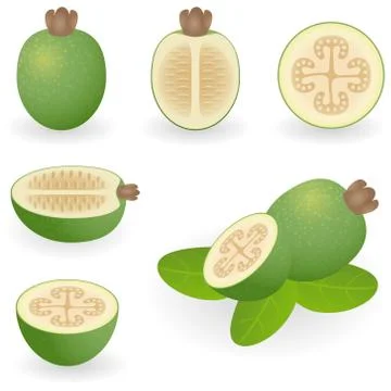 Feijoa Stock Illustration