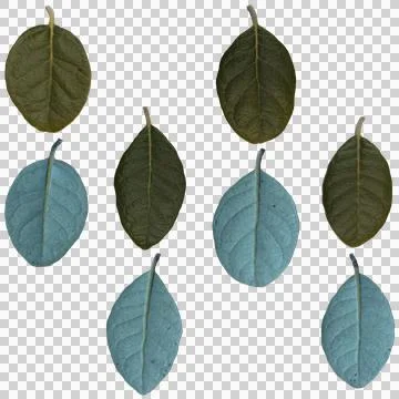 Feijoa leaves Stock Illustration