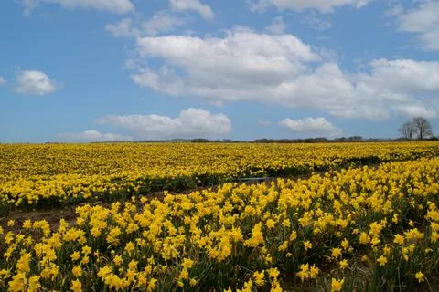 Feild  of  daffodils  celbrating  St  Davids  day Stock Photos