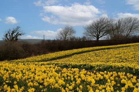 Feild  of  daffodils  celbrating  St  Davids  day Stock Photos