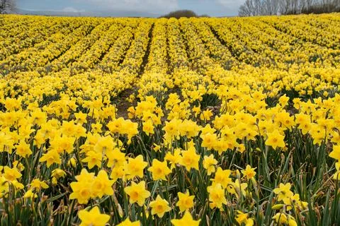 Feild  of  daffodils  celbrating  St  Davids  day Stock Photos
