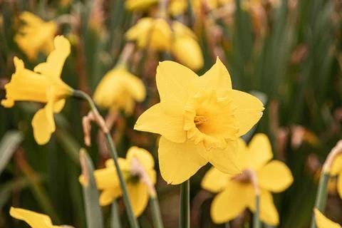 Feild  of  daffodils  celbrating  St  Davids  day Stock Photos