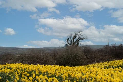Feild  of  daffodils  celbrating  St  Davids  day Stock Photos