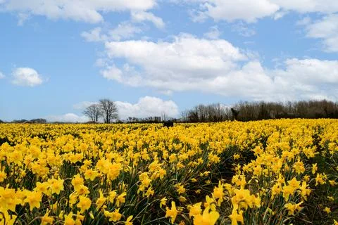 Feild  of  daffodils  celbrating  St  Davids  day Foto stock
