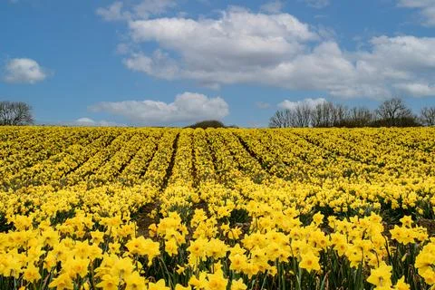 Feild  of  daffodils  celbrating  St  Davids  day Stock Photos