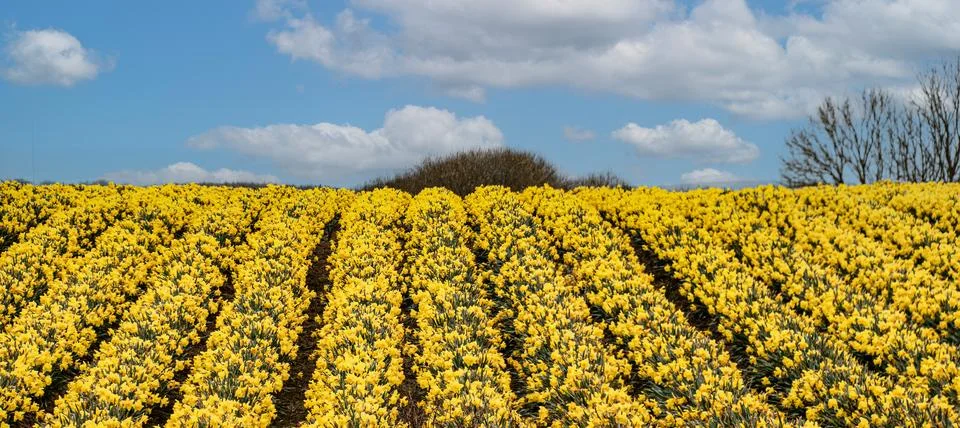 Feild  of  daffodils  celbrating  St  Davids  day Stock Photos
