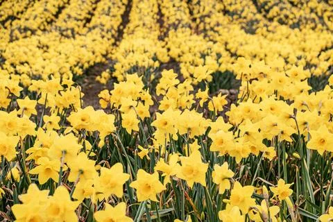 Feild  of  daffodils  celbrating  St  Davids  day Stock Photos