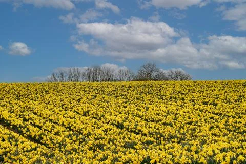 Feild  of  daffodils  celbrating  St  Davids  day Stock Photos