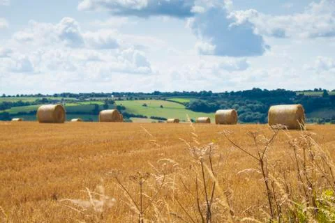 A Feild of Straw Bales Stock Photos