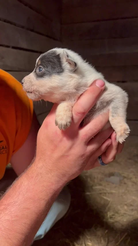 Feisty 3-Week-Old Heeler Puppy Has a Lot to Say, usa - 16 Aug 2023 Stock Footage 257638650