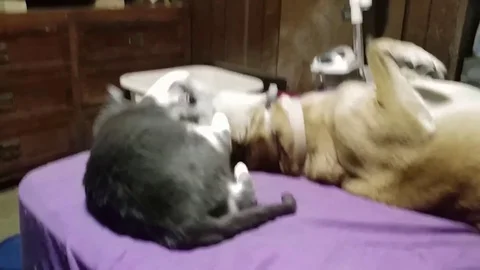 Feisty dog knocks cat off the bed in play fight Stock Footage 106311351