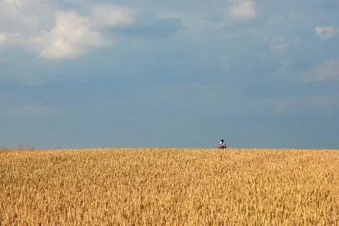 Feld 10Y Stock Photos