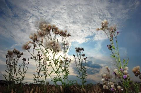 Feld 3Y Stock Photos