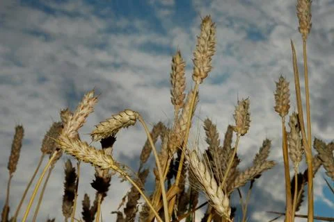 Feld 8Y Stock Photos
