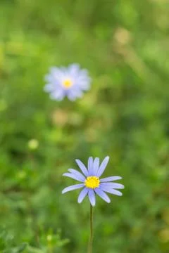 Felicia amelloides, blue Daisy closeup. Stock Photos