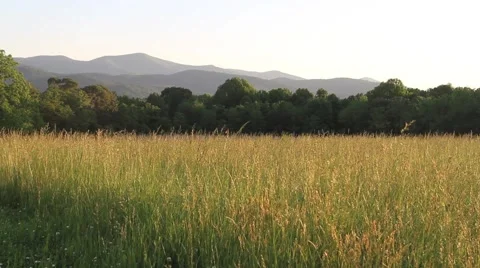 Felid and Mountains Video stock 66291116