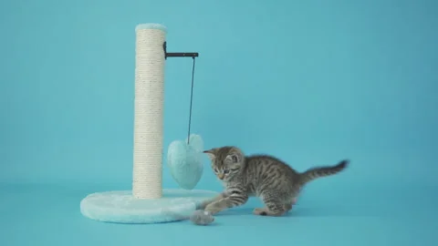 Felidae cat plays with toy on scratching post against blue backdrop Stock Footage 267996169