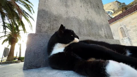 Felidae laying next to statue, black and white fur blending with the ground Stock Footage 269069656