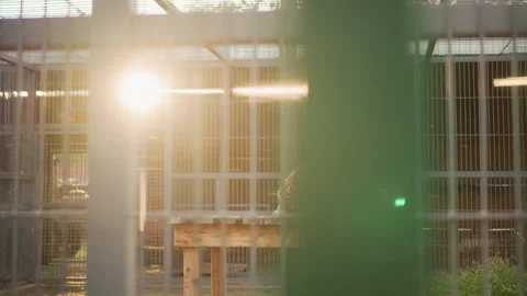 Feline behind bars, Silent image of leopard lounging in metallic confinement at Stock Footage 327478229