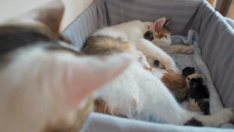 Feline birth. The cat gave birth to kittens. A cat washes its children.The cat Stock Footage 101349471