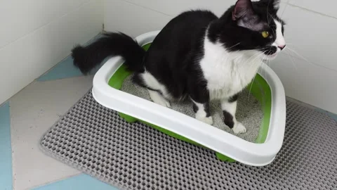 Feline Care Routine: woman cat owner cleaning a kitty litter box Stock Footage 260231253