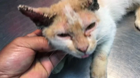 Feline Cat Scabies Stock Footage