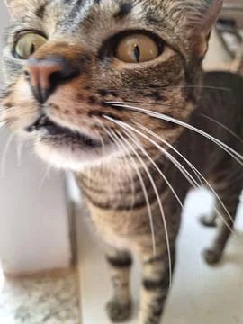 Feline curiosity Stock Photos