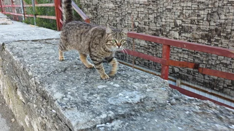 Feline Explores Environment. Cat Maneuvering Across Urban Structures. Striped Stock Footage 335268769