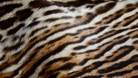 Feline fur 3 Stock Footage 125915595