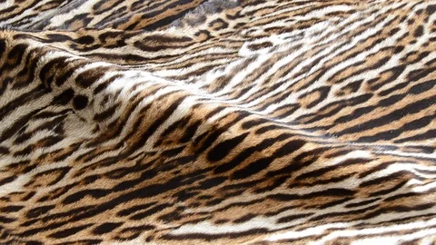 Feline fur background Stock Footage 124290165