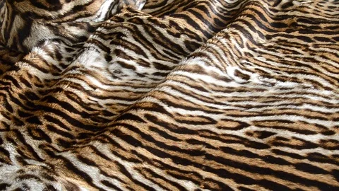Feline fur background Stock Footage 124290274