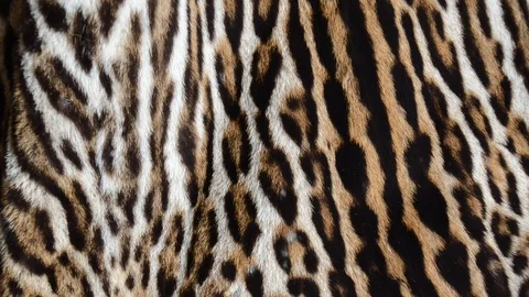 Feline fur background Stock Footage 126124075