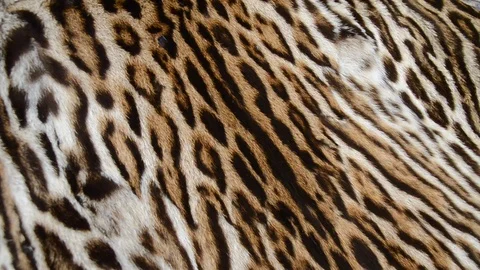 Feline fur background texture Stock Footage 123736326