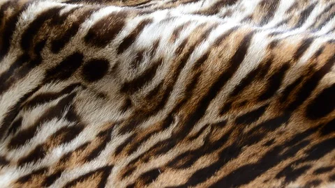 Feline fur coat Stock Footage 124290443