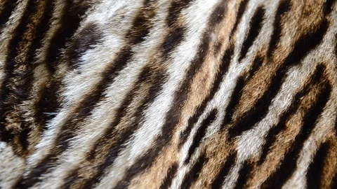Feline fur Stock Footage 123792759