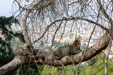 Feline High Ground Stock Photos