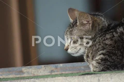Feline holiday Stock Photos