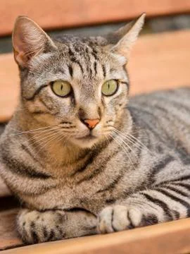 Feline look of a cat Stock Photos