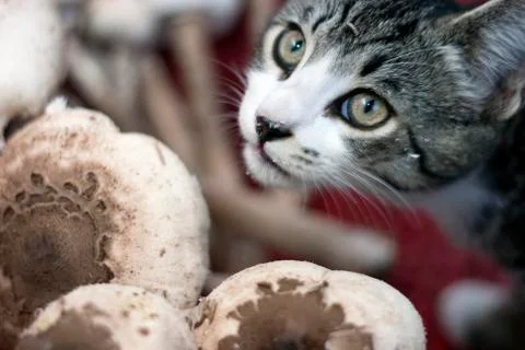 Feline with mushrooms Stock Photos