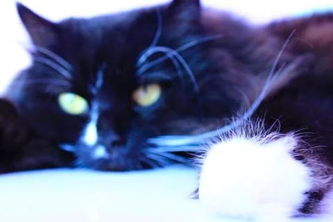 Feline muzzle lying and sleeping. Cat close up Stock Photos
