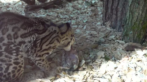 A feline predator, the margay, is feasting on its prey. Vídeo Stock 346906728