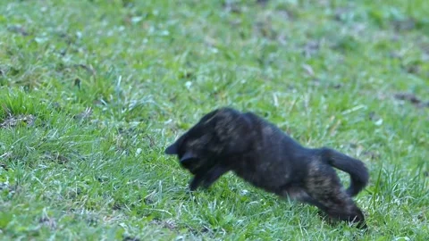Feline Pursuit: Cat vs. Mouse Drama in the Grasslands 스톡 동영상 261424830