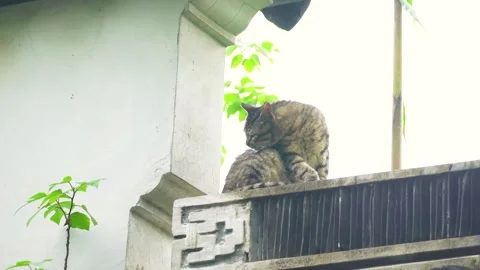 Feline Self-Care Routine on Traditional Railing Stock Footage 346107998