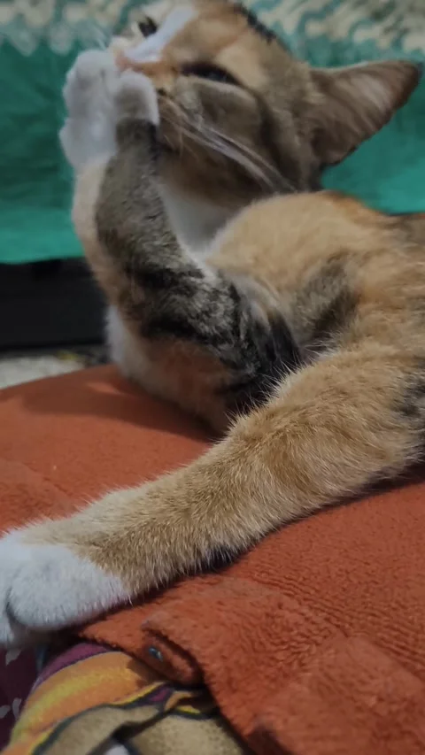 Feline self cleaning routine close up of a domestic calico cat tongue Stock Footage 342750774
