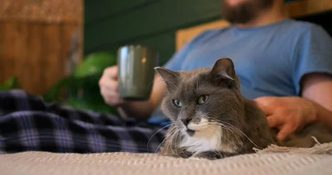 Feline stretched on couch next to owner hand holding coffee, scene emphasizing Stock Footage 311751199