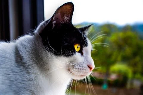 Feline thoughts Photos