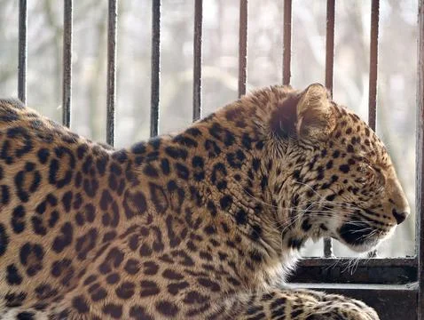 Feline with unique spotted pattern exhibits vigilance while confined within.. Stock Photos
